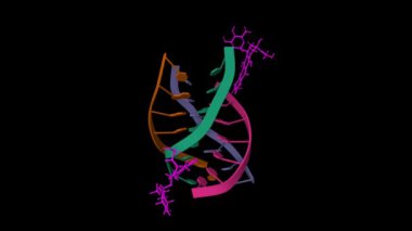 İki epirübisin (pembe) moleküllü insan paralel dizili 7-mer G-quadruplex kompleksi. Animasyon 3D karikatür ve top ve sopa modeli, PDB 6kxz, siyah arkaplan