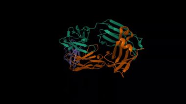 PD-1 (mavi) in complex with nivolumab Fab (kahverengi ve yeşil). Canlandırılmış 3D karikatür ve moleküler yüzey modeli, varlık kimliği şeması, PDB 5ggr, siyah arkaplan