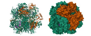 Ürün 3-fosfogliserat (pembe) ile kompleks olarak aktive edilmiş ıspanak rubisco. 3D karikatür ve moleküler yüzey modeli, PDB 1aa1, beyaz arkaplan