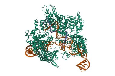 Streptococcus pyogenes Cas9 'un kristal yapısı RNA (kahverengi) ve hedef DNA (menekşe) ile kompleks bir yapıda. 3D karikatür modeli, PDB 4oo8, beyaz arkaplan