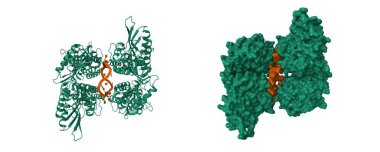 APOBEC3F katalitik alan kompleksi ve tek iplikli DNA. 3D karikatür ve moleküler yüzey modelleri, PDB 5w2m, beyaz arkaplan