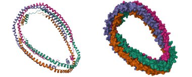 Crystal structure of truncated human apolipoprotein A-I. 3D cartoon and molecular surface models, PDB 1av1, white background clipart