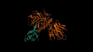 Proprotein dönüşümünün kristal yapısı subtilisin kexin tip 9 (PCSK9). Canlandırılmış 3D karikatür ve moleküler yüzey modelleri, PDB 2pmw, zincir kimlik şeması, siyah arkaplan