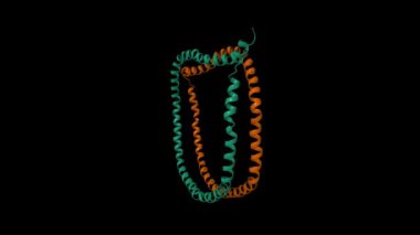 Diskoidal yüksek yoğunluklu lipoprotein parçacıklarının çözüm yapısı. Canlandırılmış 3D karikatür ve moleküler yüzey modelleri, PDB 2n5e, siyah arkaplan