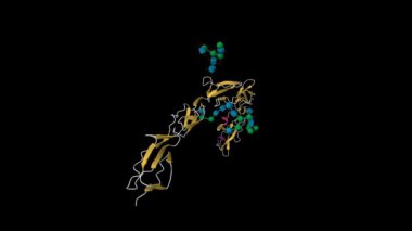 Plazmadan (pB2GPI) saflaştırdığım Beta-2 glycoprotein 'in kristal yapısı. Canlandırılmış 3D karikatür modeli, PDB 6v06, ikincil yapı renk şeması, siyah arkaplan