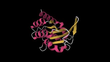Kanser genomik DNA mutasyonu APOBEC3B 'nin kristal yapısı. Canlandırılmış 3D çizgi film modeli, PDB 5cqd, ikincil yapı renk şeması, siyah arkaplan