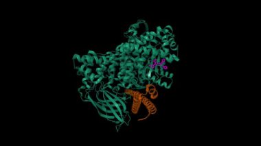 Pyrisazinone inhibitörlü insan PI3K deltası. Katalitik alt birimler yeşil, düzenleyici alt birimler ise kahverengi renkte gösterilir. Canlandırılmış 3D karikatür ve moleküler yüzey modelleri, PDB 8s3r, siyah arkaplan