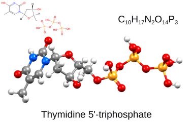 Kimyasal formül, yapısal formül ve 3 boyutlu timidin 5 'trifosfat, beyaz arkaplan.