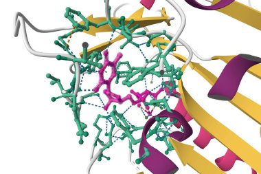 Timidin kinaz 1 'in kristal yapısı. Timidin trifosfatla birlikte aktif. 3D karikatür modeli, PDB 1xbt, beyaz arkaplan