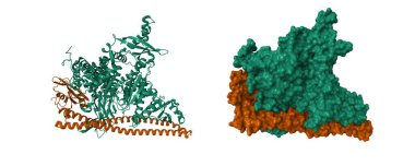 Crystal structure of PI3Kalpha. Catalytic subunit is shown in green, regulatory subunit im brown. 3D cartoon and molecular surface models, PDB7pg5, entity id color scheme, white background clipart