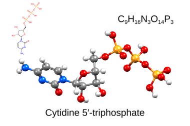 Chemical formula, structural formula and 3D ball-and-stick model of cytidine triphosphate, white background clipart