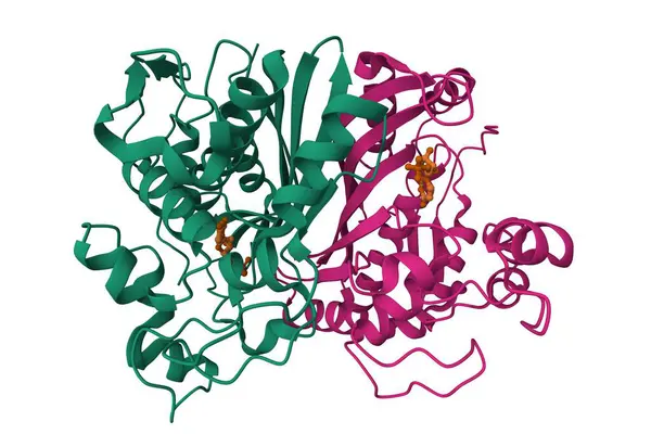 DUMP ile bağlanmış insan timilat sentazisi. 3D çizgi film modeli, PDB 5x5d, zincir kimlik şeması, beyaz arkaplan