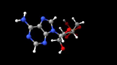 Adenozin monofosfatın (cAMP) üç boyutlu animasyon modeli, siyah arkaplan