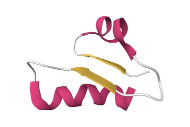 Ruminococcin C1 antimikrobik peptit yapısı. 3D karikatür modeli, PDB 6t33, ikincil yapı renk şeması, beyaz arkaplan