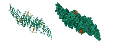 Allosterik inhibitör peptit (kahverengi) ile kompleks olarak MALT1 'in yapısı (yeşil). 3D karikatür ve moleküler yüzey modelleri, PDB 8v4x, varlık kimliği şeması, beyaz arkaplan.