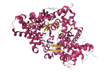 Yüksek çözünürlüklü insan neprilysin kristal yapısı. 3D karikatür modeli, PDB 6gid
