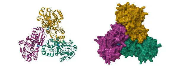 İnsan kuşunun kristal yapısı, carbambambamylaz fosfatla bezenmiş. 3D karikatür ve moleküler yüzey modelleri, PDB 1fvo, zincir olay renk şeması