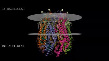 İnsan Pannexin 1 kanalının C-terminal kuyruğu caspase-7 ile yarılmış kriyo-EM yapısı. Canlandırılmış 3D karikatür ve moleküler yüzey modelleri, PDB 6wbg, zincir kimlik şeması, siyah arkaplan.