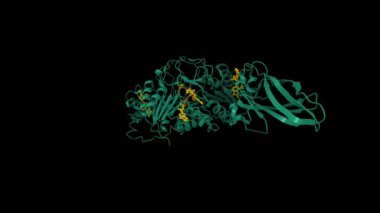 Allosterik inhibitör peptit (kahverengi) ile kompleks olarak MALT1 'in yapısı (yeşil). Canlandırılmış 3D karikatür ve moleküler yüzey modelleri, PDB 8v4x, varlık kimliği renk şeması, siyah arkaplan.