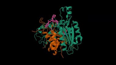 Caspase 8 bir kovalent inhibitöre (pembe) bağlı. Canlandırılmış 3D karikatür ve moleküler yüzey modelleri, PDB 3kjn, zincir kimlik şeması, siyah arkaplan.