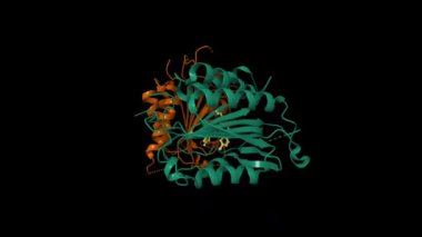 DICA allosterik inhibitörlü Caspase-7 kompleksi (sarı). Canlandırılmış 3D karikatür ve moleküler yüzey modelleri, PDB 1shj, zincir kimlik şeması, siyah arkaplan.