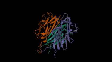 Adiponectin 'in trimerik küresel etki alanının yapısı. Canlandırılmış 3D karikatür ve moleküler yüzey modelleri izole edilmiş, PDB 6u66, zincir renk şeması, siyah arkaplan