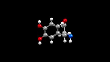 L-DOPA 'nın yapısı, levodopa ve l-3,4-dihydroxyphenylalanine olarak da bilinir, Parkinson hastalığı için bir ilaç. Canlandırılmış 3 boyutlu top ve çubuk ve boşluk dolu modeller, siyah arkaplan