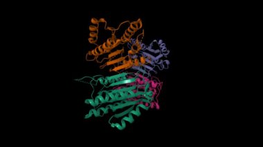 İnsan ligand 'sız olgun Caspase-6' nın kristal yapısı. Canlandırılmış 3D karikatür ve moleküler yüzey modelleri, PDB 3k7e, zincir kimlik şeması, siyah arkaplan
