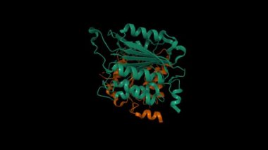 Dimeric Caspase-9 'un kristal yapısı. Canlandırılmış 3D karikatür ve moleküler yüzey modelleri, zincir kimlik şeması, PDB 2ar9, siyah arkaplan