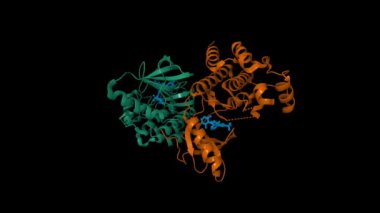 B-Raf Kinase V600E onkojenik mutant dimer ve Dabrafenib karışımı. Canlandırılmış 3D karikatür ve moleküler yüzey modelleri, PDB 4xv2, zincir kimlik şeması, siyah arkaplan