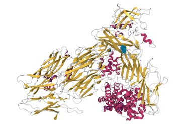 İnsan yapısı c5 tamamlayıcı. 3D çizgi film modeli, ikincil yapı renk şeması, pdb 3cu7, beyaz arkaplan