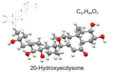 Böcek steroid hormonu yapısı 20-hidroksiecdysone. 3 boyutlu top ve sopa ve boşluk dolu modeller, beyaz arkaplan