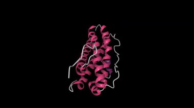 İnsan hormonu prolaktinin üçüncü dereceden yapısı. Canlandırılmış 3D çizgi film modeli izole edilmiş, ikincil yapı renk şeması, PDB 1rw5, siyah arkaplan