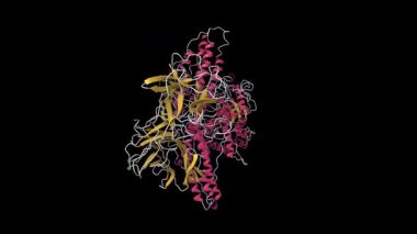 Botulinum nörotoksin serotip A 'nın yapısı. Canlandırılmış 3D çizgi film modeli izole edilmiş, ikincil yapı renk şeması, PDB 3bta, siyah arkaplan