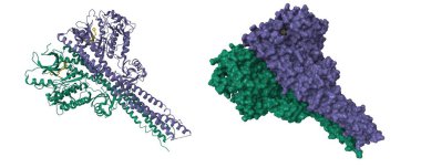TANK-bağlayıcı kinaz 1 'in (TBK1) kristal yapısı ve inhibitör bağlı. 3D karikatür ve moleküler yüzey modelleri, zincir kimlik renk şeması, pdb 4iwp, beyaz arkaplan