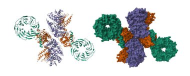 C9orf72 (menekşe) - SMCR8 (kahverengi) - WDR41 (yeşil) 'in kriyo-EM yapısı. 3D karikatür ve moleküler yüzey modelleri, pdb 6 lt0, beyaz arkaplan