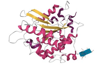 Glikozilleşmiş murin glutaminil cyclase yapısı. 3D karikatür ve moleküler yüzey modelleri, ikincil yapı renk şeması, pdb 3si1, beyaz arkaplan