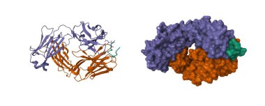 TAP01 'in amiloit beta peptit (yeşil) içeren kristal yapısı. 3D karikatür ve moleküler yüzey modelleri, zincir kimlik renk şeması, pdb 7ow1, beyaz arkaplan