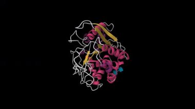 Glikozilleşmiş murin glutaminil cyclase yapısı. Canlandırılmış 3D çizgi film modeli, ikincil yapı renk şeması, pdb 3si1, siyah arkaplan