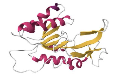 Kanserle ilgili bir nükleosit trifosfatazın çözüm yapısı. 3D çizgi film modeli, ikincil yapı renk şeması, pdb 2i3b, beyaz arkaplan