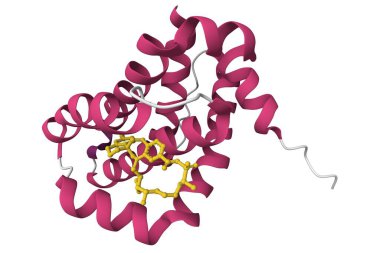 Mcl1 'in kristal yapısı ve inhibitörü. 3D çizgi film modeli, ikincil yapı renk şeması, pdb 6oqd, beyaz arkaplan