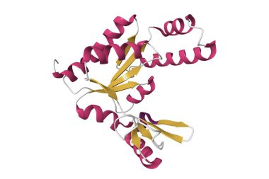 İnsan guanylate kinazının çözüm yapısı. 3D çizgi film modeli, ikincil yapı renk şeması, pdb 6nui, beyaz arkaplan