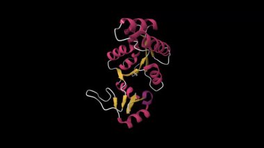 İnsan guanylate kinazının çözüm yapısı. Canlandırılmış 3D çizgi film modeli, ikincil yapı renk şeması, pdb 6nui, siyah arkaplan