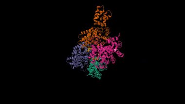 İnsan glutaminaz böbrek izoformunun kristal yapısı inhibitörle karışık. Canlandırılmış 3D karikatür ve moleküler yüzey modelleri, zincir kimlik şeması, pdb 6ukb, siyah arkaplan