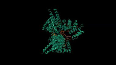 MEILB2-BRCA2 kompleksinin kristal yapısı. Canlandırılmış 3D karikatür ve moleküler yüzey modelleri, zincir kimlik şeması, pdb 7 ldg, siyah arkaplan