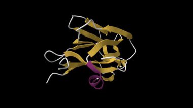 Elmacık kemiği granül proteini 16 'nın kristal yapısı. Canlandırılmış 3D çizgi film modeli, ikincil yapı renk şeması, pdb 7o4p, siyah arkaplan