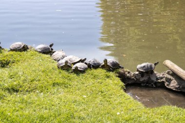 Gölün kıyısında güneşlenen kaplumbağalar.