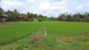 Güney Sri Lanka 'da pirinç tarlaları olan bir kırsal bölge bir tuk-tuk' tan izleniyor.
