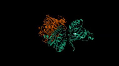 Structure of the BfiI restriction endonuclease. Animated 3D cartoon and molecular surface models, chain id color scheme, pdb 2c1l, black background