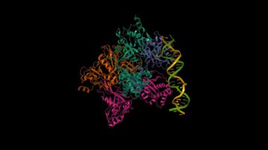 MspJI restriction endonuclease in complex with oligonucleotide. Animated 3D cartoon and molecular surface models, chain id color scheme, pdb 4r28, black background.